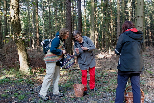 Pilze sammeln im Wald