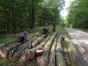 Schmutzbecherlinge sammeln von Holzstämmen
