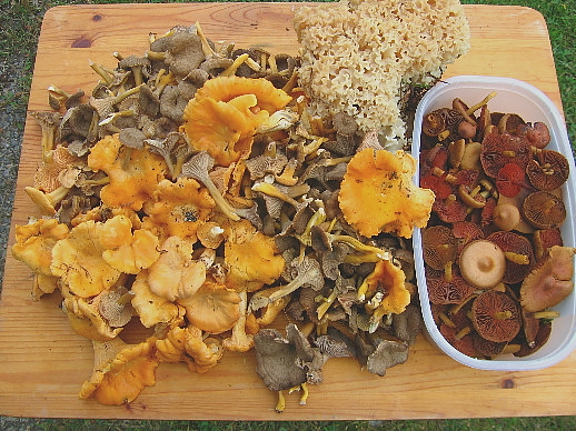 Speise- und Färbepilze