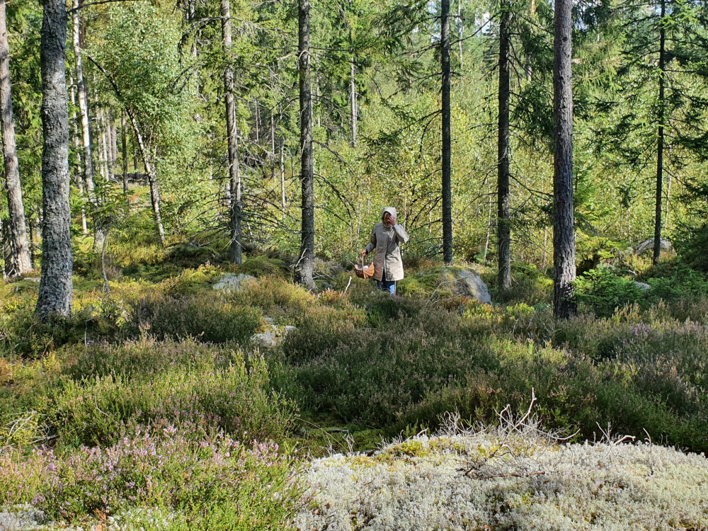 im schwedischen Wald