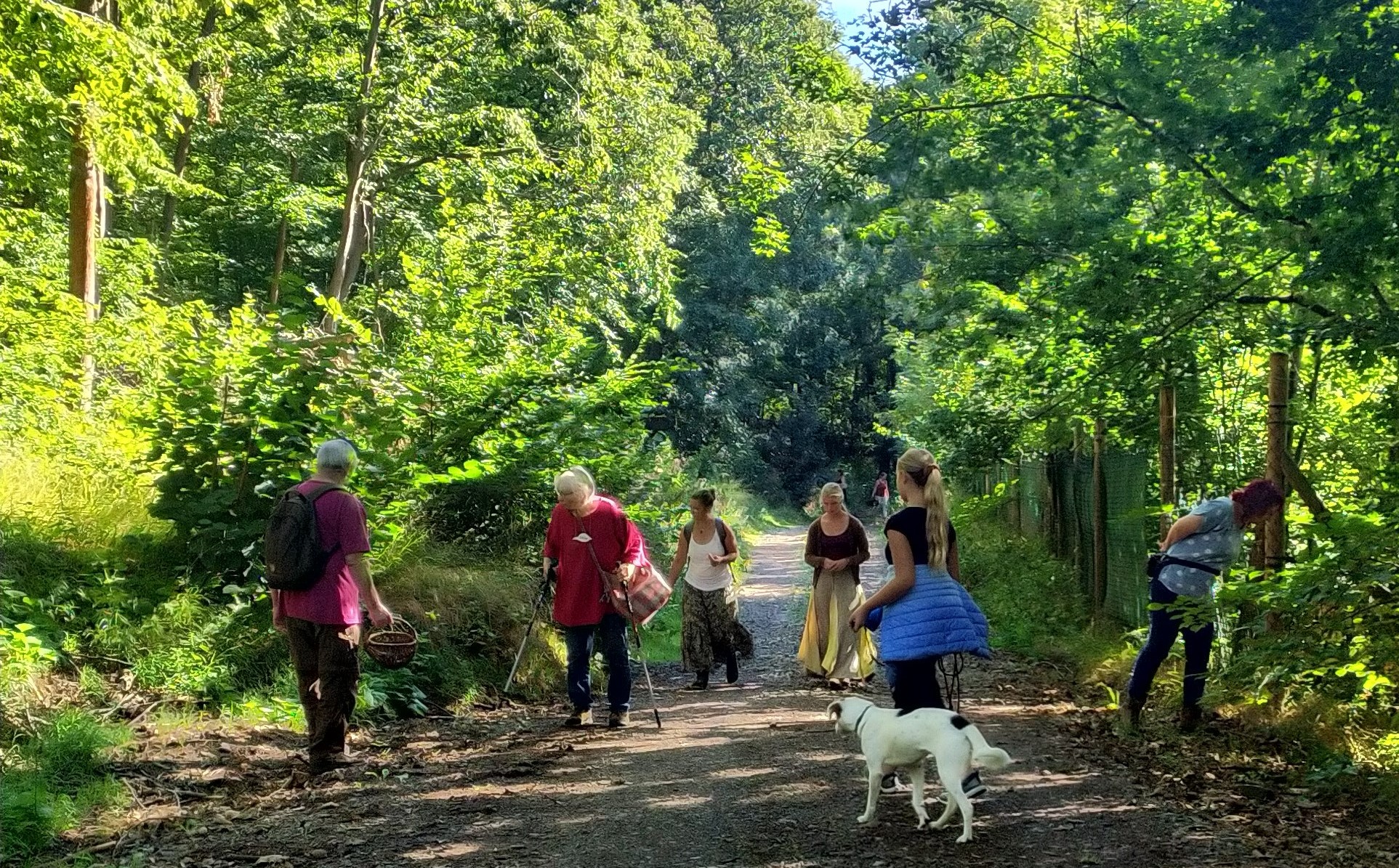 Pilze suchen im Wald